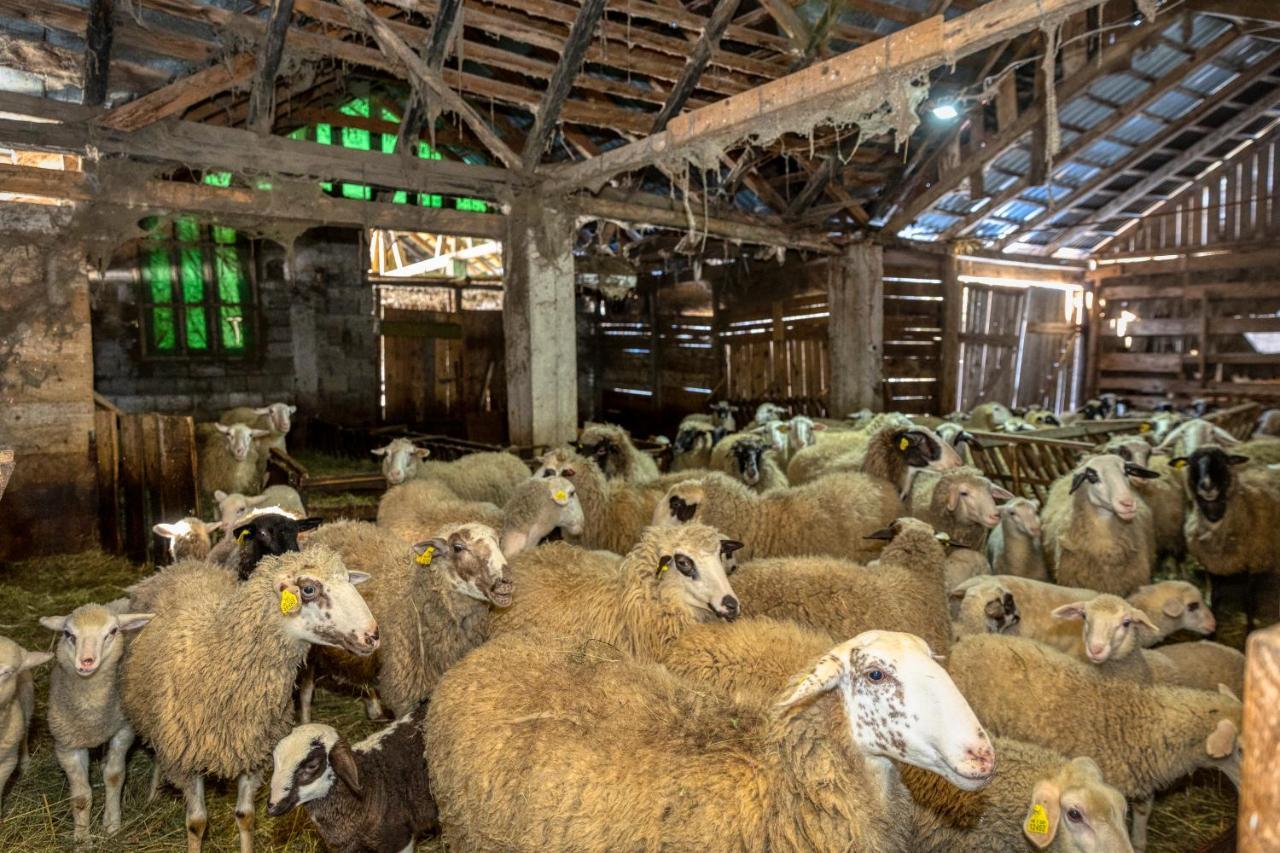 Medak House Under The Velebit Mountain 빌라 외부 사진